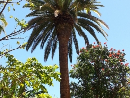 Канарская пальма
