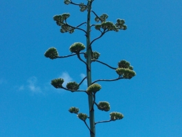 Цветок агавы. 